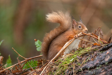 Side view of a red squirrel on a tree trunk, resting on a branch close up with a blurred background in a forest in winter in Scotland uk