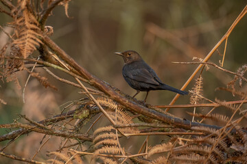 Blackbird female perched on a branch, surrounded by fern leaves, with a blurred background in a forest close up in the winter