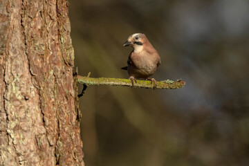 Jay perched on a branch of a tree, with a blurred background in a forest close up in the winter