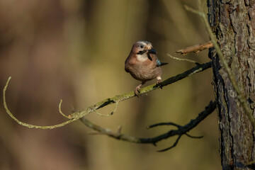 Jay perched on a branch of a tree, with a blurred background in a forest close up in the winter