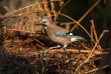 Jay perched on a branch, with a blurred background in a forest close up in the winter