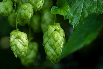 Fresh green hops cones with water drop close-up. Brewing production background.
