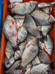 fresh river carp lies in a box, in a store for sale. Cooking, cutting fish, omega-3. Fish for cutting. fresh carp fish