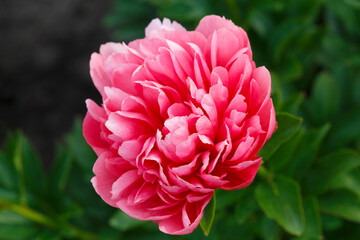 Fototapeta premium Lorelei tomato orangey flower peony lactiflora in summer garden, close-up