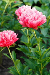 Obraz premium Lorelei tomato orangey flower peony lactiflora in summer garden, close-up