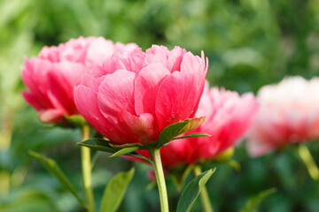 Lorelei  tomato orangey  flower peony lactiflora in summer garden, close-up © anatoliil