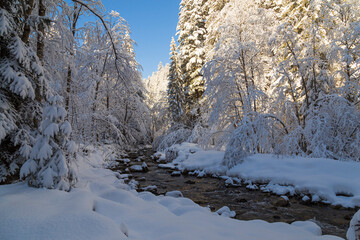 Fototapeta na wymiar Forest creek in the winter