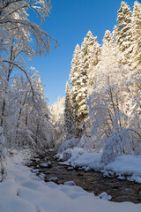 Winter landscape on the river. Fast mountain river in a snowy forest