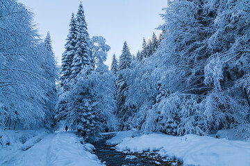Winter mountain forest covered snow with river