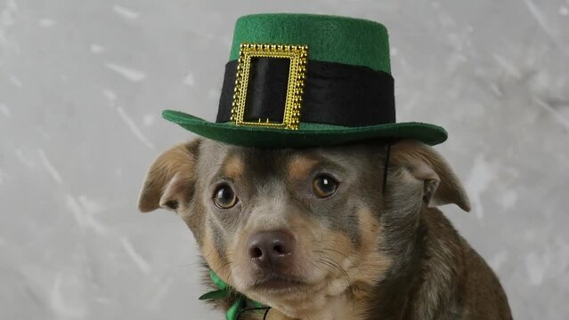 Patrick's day. A dog in a leprechaun hat sits on a gray background. Chihuahua in Patrick's hat. St.Patrick 's Day