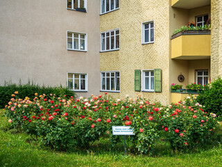 Fototapeta na wymiar Decorative flowering bushes roses growing on the lawn in the city of Berlin, Germany