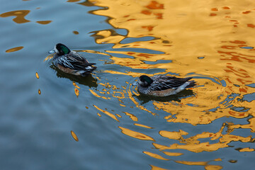 2 Duck on reflecting colorful water
