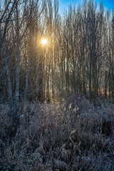 	
Paisaje de bosque verde oscuro Hermoso bosque con suelo cubierto de musgo y rayos del sol a través de los árboles	
