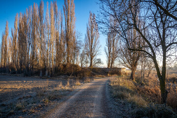 	
Paisaje de bosque verde oscuro Hermoso bosque con suelo cubierto de musgo y rayos del sol a través de los árboles	

