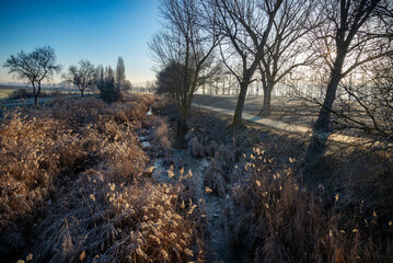	
Paisaje de bosque verde oscuro Hermoso bosque con suelo cubierto de musgo y rayos del sol a través de los árboles	
