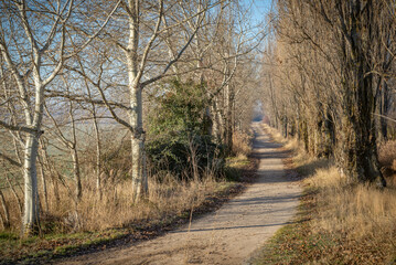 Obraz premium Paisaje de bosque verde oscuro Hermoso bosque con suelo cubierto de musgo y rayos del sol a través de los árboles 