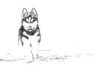 husky portrait sketch © walker