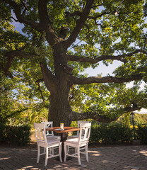 Nice restaurant with giant oak trees in Hungary
