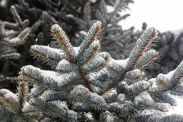 Branches of a blue spruce with needles covered with snow