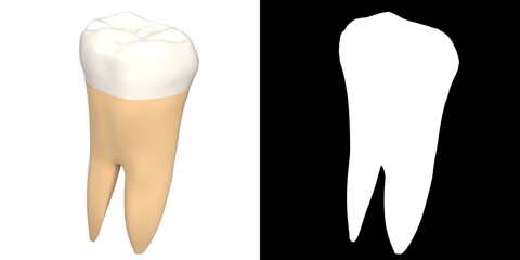 3D rendering illustration of a stylized human first molar tooth
