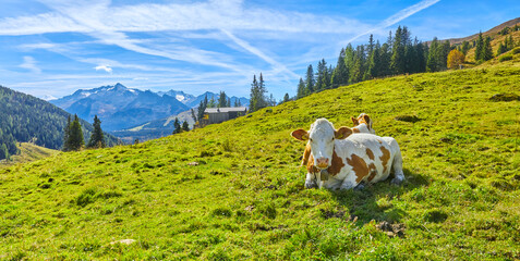 Schöne Bergimpressionen mit Kühen beim wiederkäuen, oberhalb von Wald im Pinzgau, in Österreich.