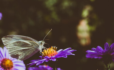 insect motley butterfly sits on flowers wallpaper