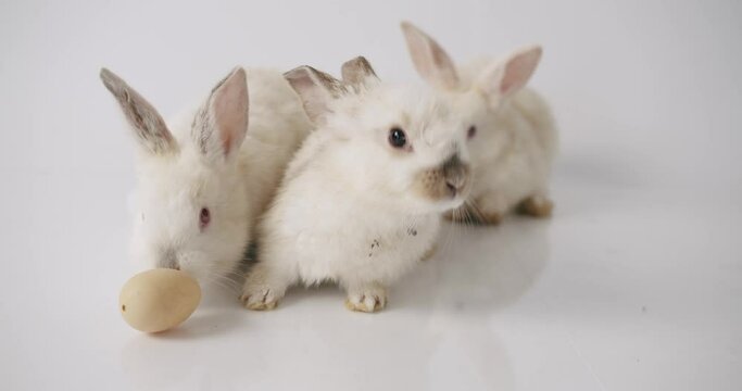 Three beautiful bunnies On a white background posing at camera. Happy Easter. Cute fluffy rabbits, Lovely Animal concept. 