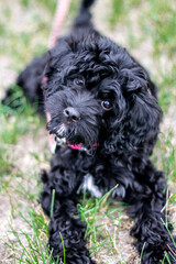 Cavapoo Puppy listening
