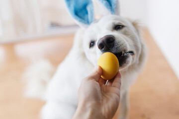 Hand holding easter egg and cute dog in bunny ears, nose close up. Happy Easter. Adorable white...