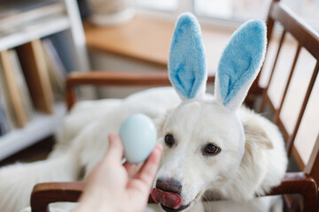 Cute dog in blue bunny ears sitting in cozy rustic chair and looking at blue easter egg. Happy Easter. Pet and easter holiday at home. Adorable white swiss shepherd dog in bunny ears relaxing