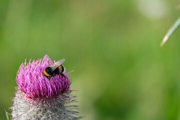 Hummel
