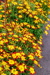 Red yellow bidens plant in pots to decorate your garden.