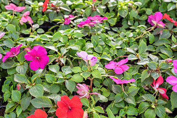 Colorful balsam flowers are ready for planting in the spring garden.