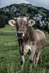 Kuh mit Hörnern
