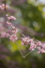 pink blossom in spring and jewlry