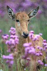 Young Red Hartebeest in the Pom Pom Weeds, South Africa