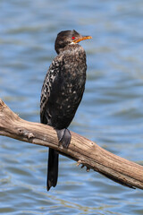 Reed Cormorant, Kruger National Park