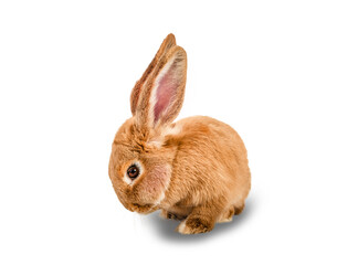 Rabbit isolated on white background.