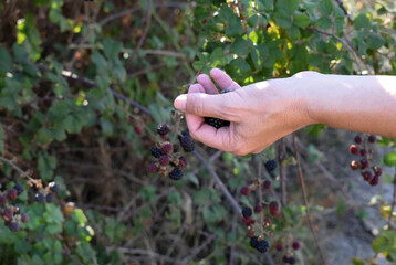 Cropped hand of woman picking blackberries