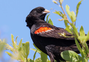 Long-tailed Widowbird, Pilanesberg National Park