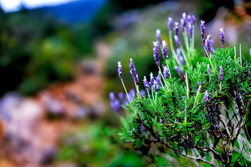 Flowering shrub on a forest path, nature, flora.