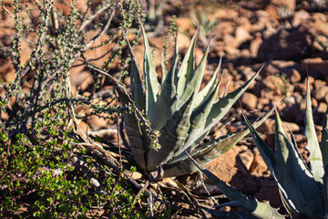 This is the flora of My contry.