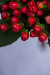 berries on a branch