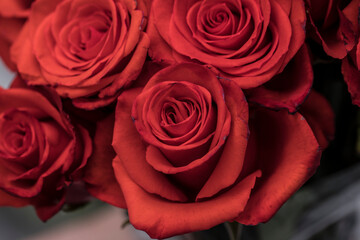 bouquet of roses. Red rose flowers. Nature. Love concept. 