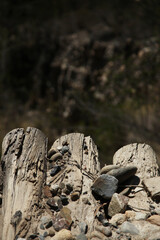 Punta de troncos de madera