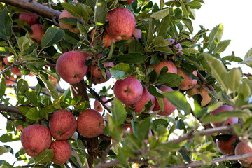 Branch full of fresh natural organic ripe Red Heirloom Delicious organic apples on branches in an apple tree, healthy vegetarian snack, diet friendly, sweet fruit with nutrition and vitamins