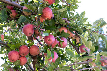 Branch full of fresh natural organic ripe Red Heirloom Delicious organic apples on branches in an apple tree, healthy vegetarian snack, diet friendly, sweet fruit with nutrition and vitamins