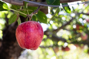 Single fresh natural organic ripe Red Heirloom Delicious organic apples on branches in an apple tree, healthy vegetarian snack, diet friendly, sweet fruit with nutrition and vitamins