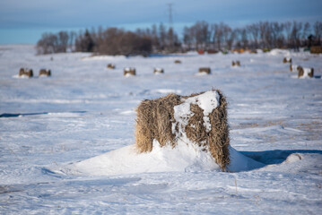 hay bale in the snow