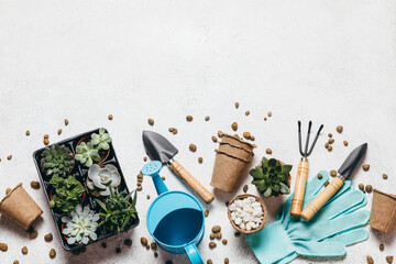 Gardening - set of tools for gardener and succulents seedlings on white table background. Spring...
